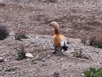 Ruddy Shelduck (Tadorna ferruginea)