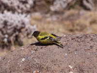 Ethiopian Siskin (Serinus nigriceps)
