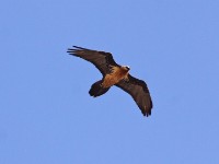 Bearded Vulture (Gypaetus barbatus) Lammergeier