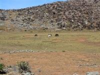 Bale Mountains