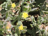 Bale Mountains