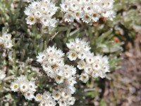 Bale Mountains