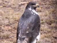 Augur Buzzard (Buteo augur)