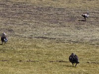Blue-winged Goose (Cyanochen cyanoptera) Wattled Ibis (Bostrychia carunculata)