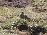 Thekla Lark (Galerida theklae)