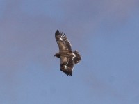 Steppe Eagle (Aquila nipalensis)