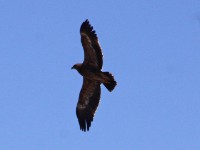 Steppe Eagle (Aquila nipalensis)