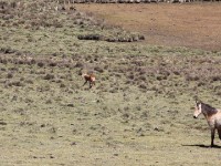 Ethiopian Wolf (Canis simensis)
