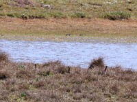 Moorland Francolin (Scleroptila psilolaema)