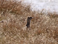 Moorland Francolin (Scleroptila psilolaema)