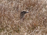 Moorland Francolin (Scleroptila psilolaema)