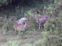 Mountain Nyala (Tragelaphus buxtoni) Gedemsa