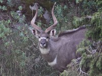 Mountain Nyala (Tragelaphus buxtoni) Gedemsa
