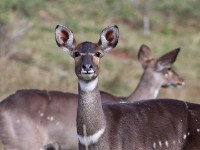Mountain Nyala (Tragelaphus buxtoni) Gedemsa