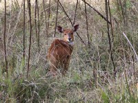 Menelik’s Bushbuck (Tragelaphus scriptus meneliki)