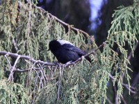 White-backed Black Tit (Melaniparus leuconotus)
