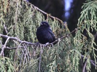 White-backed Black Tit (Melaniparus leuconotus)