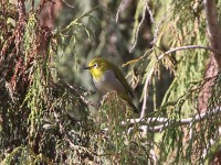 Montane White-eye (Zosterops poliogastrus)