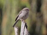 Brown-rumped Seedeater (Crithagra tristriata)