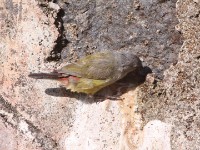 Yellow-bellied Waxbill (Coccopygia quartinia)
