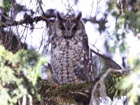 Abyssinian Owl (Asio abyssinicus)