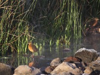 Rouget's Rail (Rougetius rougetii)