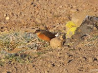 Rouget's Rail (Rougetius rougetii)