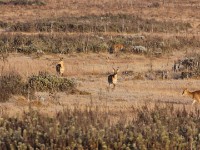Bohor Reedbuck (Redunca redunca)