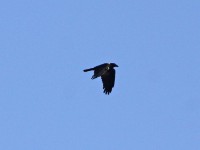 Pied Crow (Corvus albus)