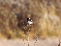 African Stonechat (Saxicola torquatus)