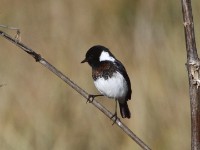 African Stonechat (Saxicola torquatus)