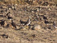 Spot-breasted Lapwing (Vanellus melanocephalus)
