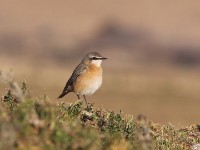 Red-breasted Wheatear (Oenanthe bottae)