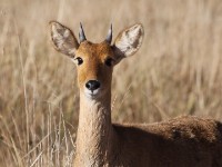 Bohor Reedbuck (Redunca redunca)