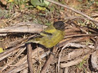 Ethiopian Siskin (Serinus nigriceps)