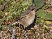 Moorland Chat (Pinarochroa sordida)