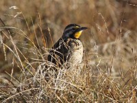 Abyssinian Longclaw (Macronyx flavicollis)