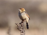 Ethiopian Cisticola (Cisticola lugubris)