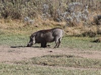 Common Warthog (Phacochoerus africanus)