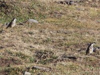 Groundscraper Thrush (Turdus litsitsirupa)