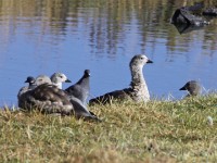 Blue-winged Goose (Cyanochen cyanoptera)