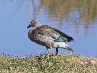 Blue-winged Goose (Cyanochen cyanoptera)