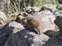 Rock Hyrax (Procavia capensis) Ethiopian