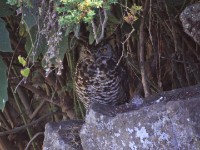 Cape Eagle-Owl (Bubo capensis)