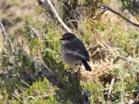 Moorland Chat (Pinarochroa sordida)