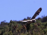 Short-eared Owl (Asio flammeus)