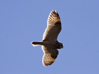 Short-eared Owl (Asio flammeus)