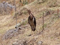 Black Stork (Ciconia nigra)