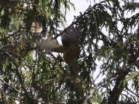 Brown Woodland Warbler (Phylloscopus umbrovirens)