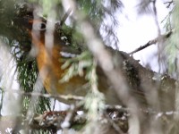 Abyssinian Ground Thrush (Geokichla piaggiae)